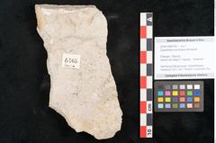 Foto (Objekt + Etikett) von Glyptostrobus europaeus Brongniart (NHMW-GEO-2024-0188-6765)